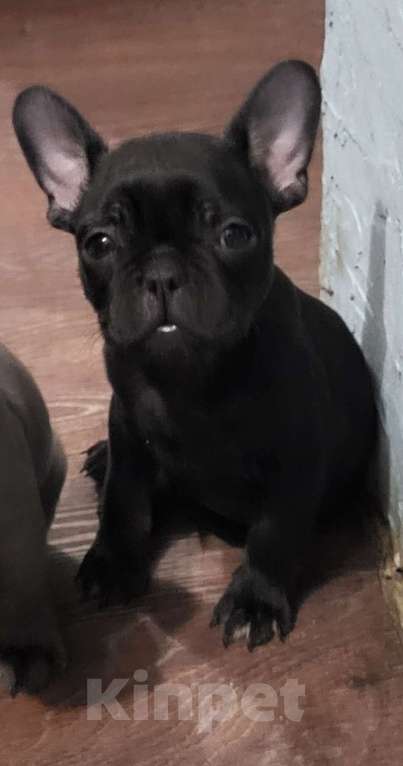 Собаки в Иркутске: Французский бульдог щенок Мальчик, 30 000 руб. - фото 1