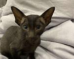 Кошки в Краснодаре: Ориентальный котенок Девочка, Бесплатно - фото 7