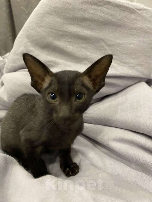 Кошки в Краснодаре: Ориентальный котенок Девочка, Бесплатно - фото 7