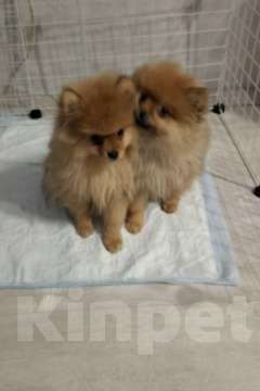 Собаки в Челябинске: Продам 2 щенков Мальчик, 20 000 руб. - фото 5