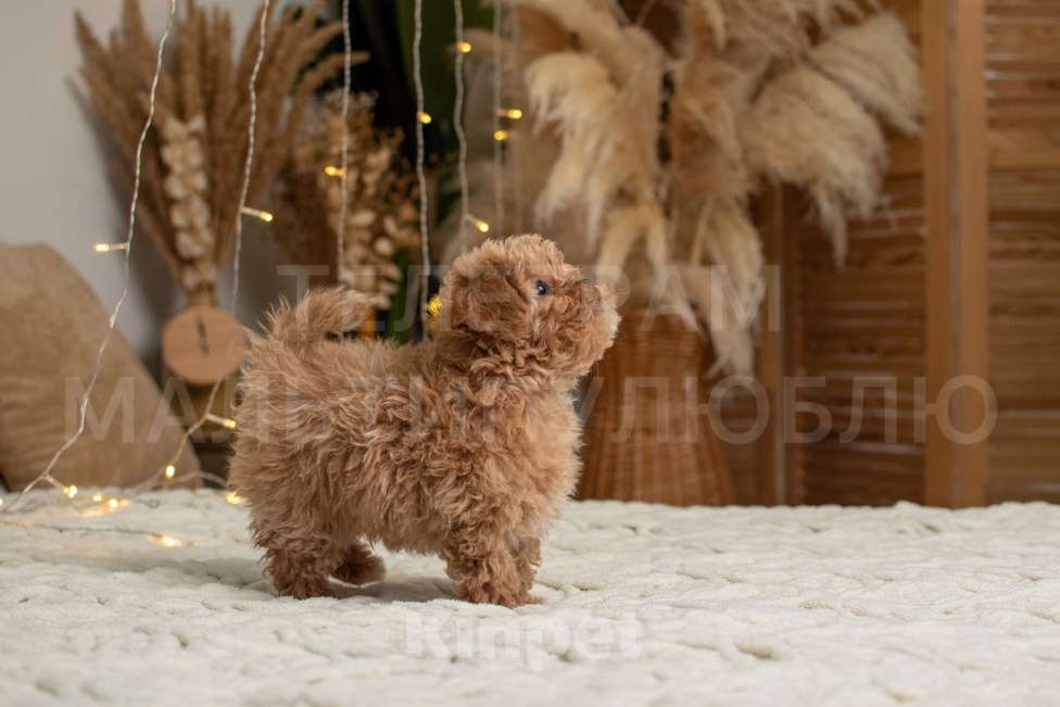 Собаки в Ростове-на-Дону: Щенок мальтипу f1 Мальчик, 100 000 руб. - фото 8