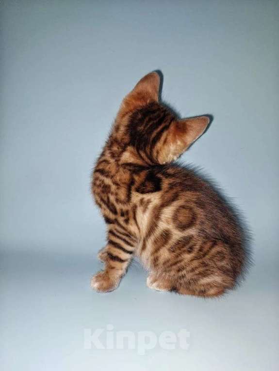 Кошки в Волгограде: Котенок бенгальской породы Мальчик, 40 000 руб. - фото 2