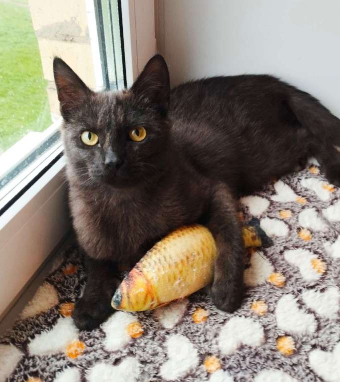 Кошки в Москве: Молодой котик-подросточек Шоколад ждёт свою семью Мальчик, Бесплатно - фото 3