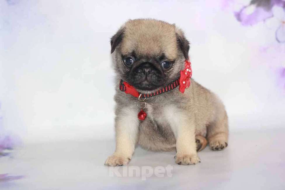 Собаки в Екатеринбурге: Мопс очаровательная девочка Девочка, 50 000 руб. - фото 1