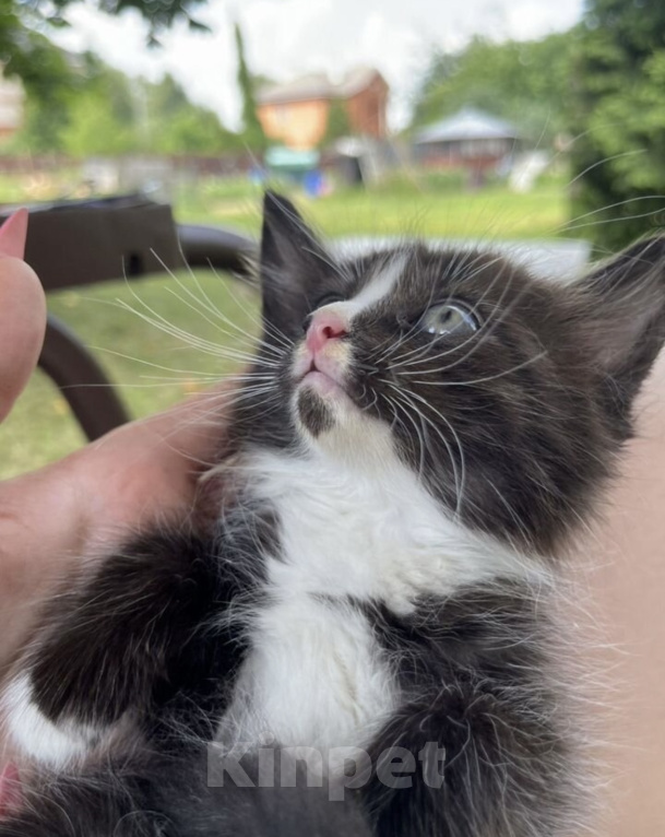 Кошки в других городах Московской области: Котенок в добрые руки Мальчик, Бесплатно - фото 3