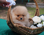 Собаки в Москве: Кремовый мини мальчик Мальчик, 30 000 руб. - фото 4