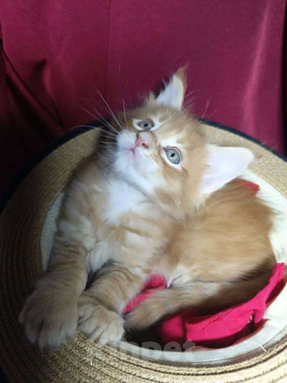 Кошки в Артеме: Мэйнкун Мальчик Мальчик, 40 000 руб. - фото 1