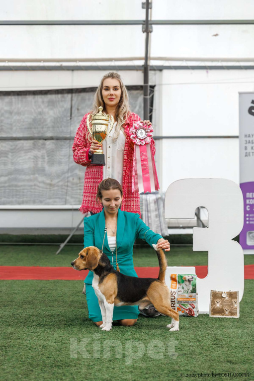 Собаки в Туле: Кобель для вязки Мальчик, 25 000 руб. - фото 1