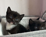 Кошки в Реутове: Домашний котенок-Девочка, 1 месяц. Девочка, 700 руб. - фото 1
