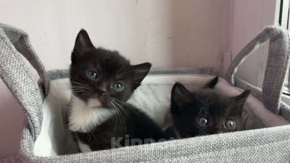 Кошки в Реутове: Домашний котенок-Девочка, 1 месяц. Девочка, 700 руб. - фото 1