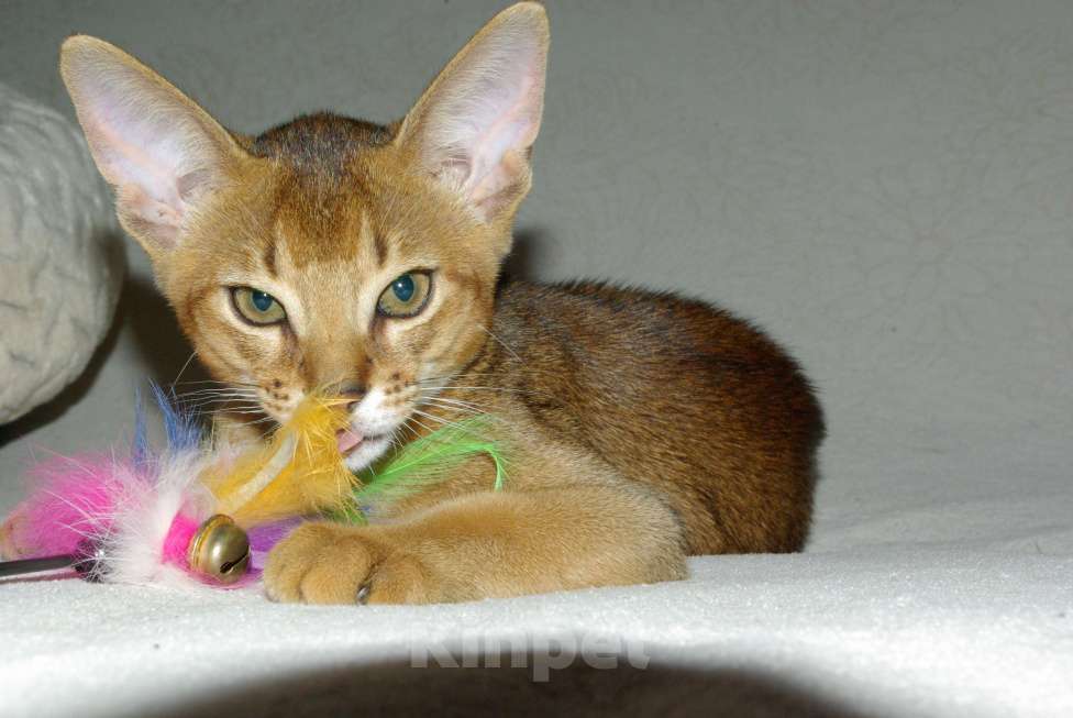 Кошки в Орле: Абиссинские котята Девочка, 20 000 руб. - фото 1