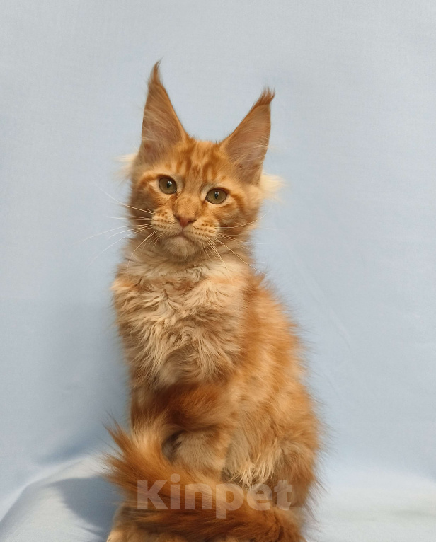 Кошки в Москве: Котёнок Мейн-Кун Мальчик Мальчик, 65 000 руб. - фото 10