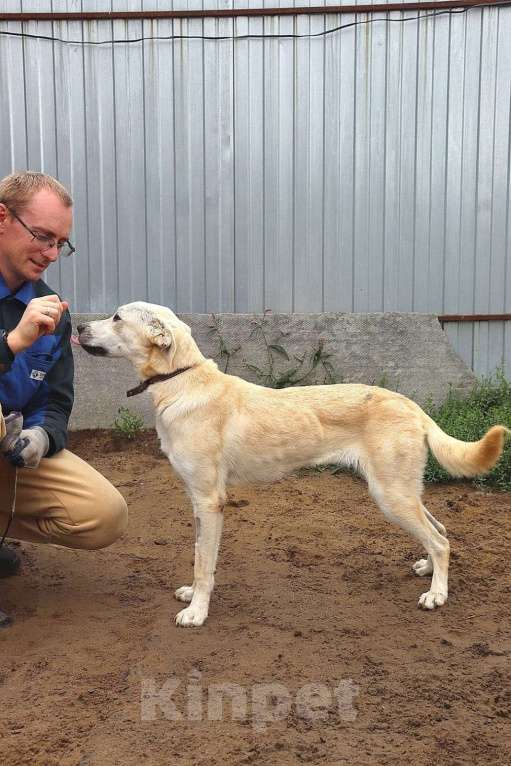 Собаки в Москве: Кнопочка в поисках родителей  Девочка, Бесплатно - фото 3