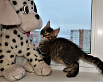 Кошки в Ярославле: Котята мэйн кун из питомника  Мальчик, 35 000 руб. - фото 3