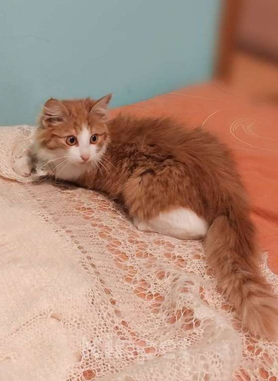 Кошки в Москве: Петя ищет себе уютный дом. Мальчик, Бесплатно - фото 4