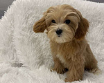 Собаки в Москве: Мальтипу f 1 цвет карамель  Мальчик, 85 000 руб. - фото 1