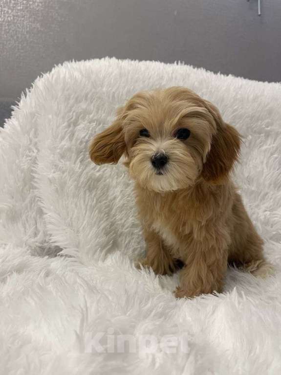 Собаки в Москве: Мальтипу f 1 цвет карамель  Мальчик, 85 000 руб. - фото 1