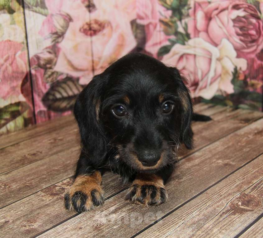 Собаки в Москве: Жесткошерстная такса Мальчик, 20 000 руб. - фото 5