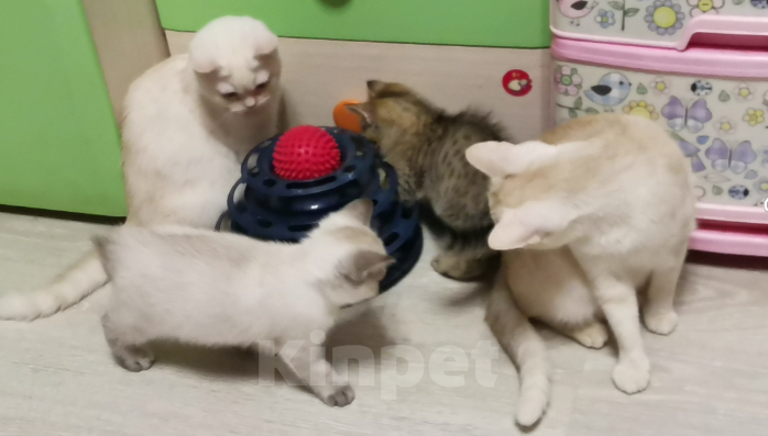 Кошки в Москве: Британские котята  Мальчик, 12 000 руб. - фото 2