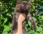 Кошки в Екатеринбурге: Котенок мейн-кун Девочка, 35 000 руб. - фото 3