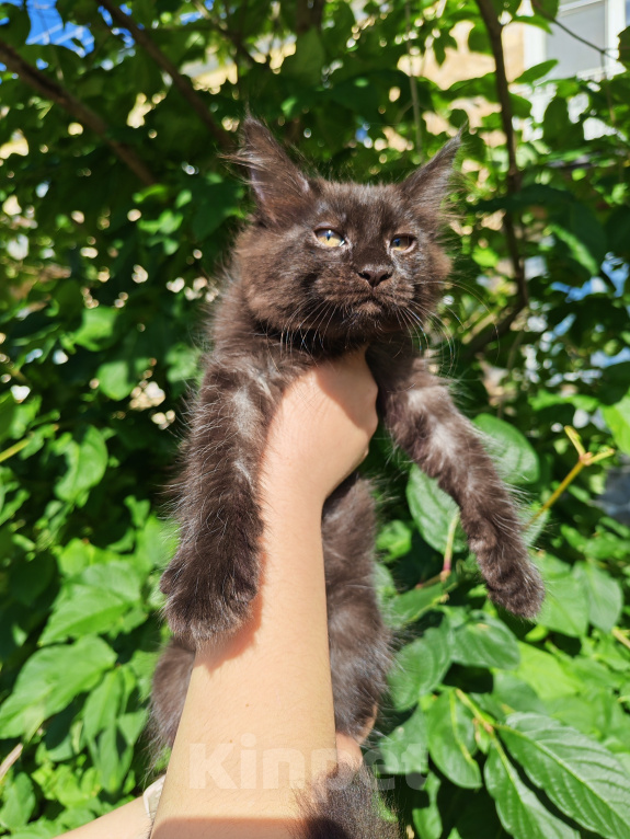 Кошки в Екатеринбурге: Котенок мейн-кун Девочка, 35 000 руб. - фото 3