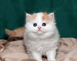 Кошки в Москве: котенок хайленд-страйт Мальчик, 25 000 руб. - фото 5