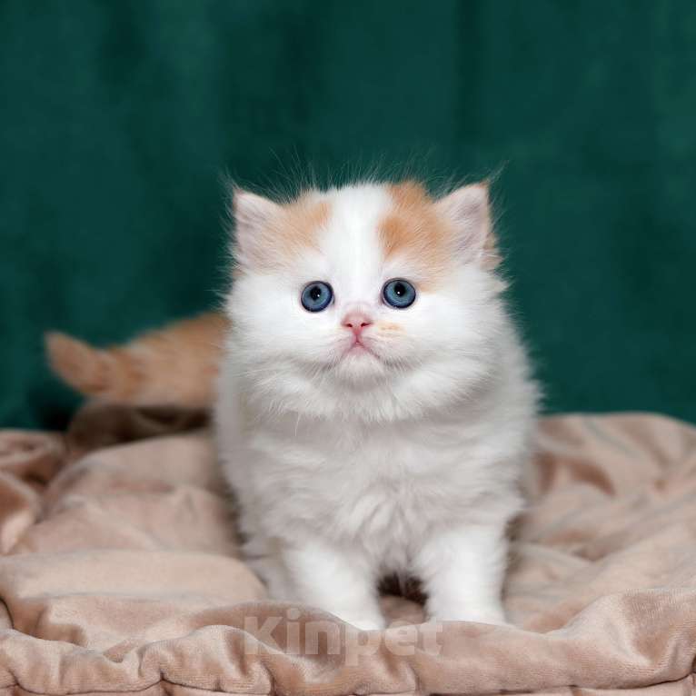 Кошки в Москве: котенок хайленд-страйт Мальчик, 25 000 руб. - фото 5