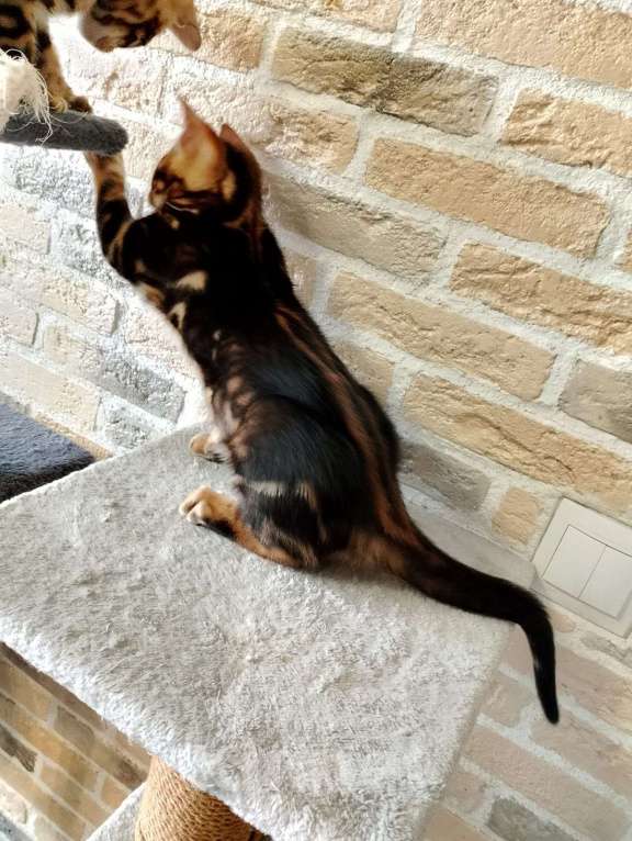 Кошки в Москве: Бенгальские котята Мальчик, 15 000 руб. - фото 6