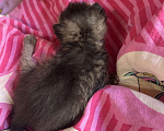 Кошки в Казани: Котята в добрые руки Разнополые, Бесплатно - фото 3