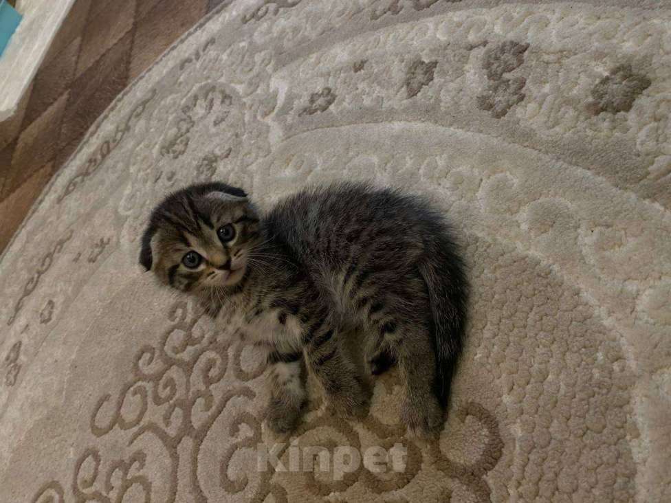 Кошки в Ульяновске: Шотландский котенок  Мальчик, 6 000 руб. - фото 1