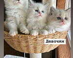 Кошки в Москве: Девочки Рэгдолл Девочка, 65 000 руб. - фото 1