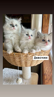 Девочки Рэгдолл