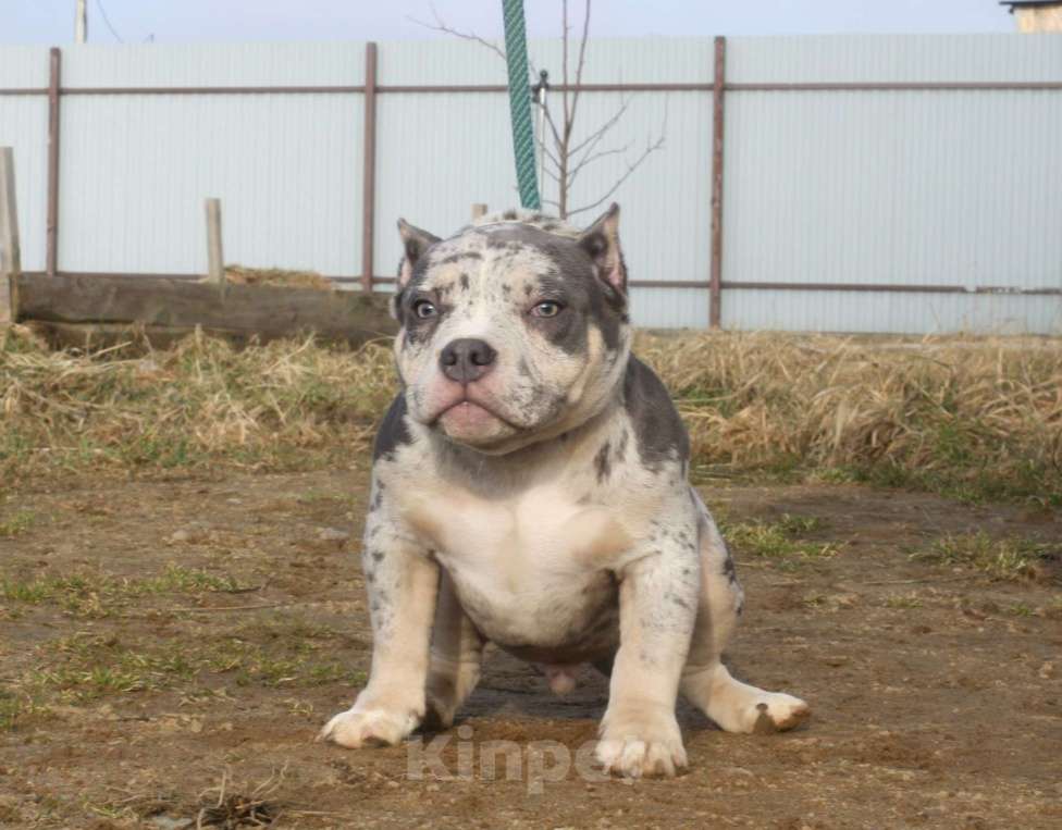 Собаки в Всеволожске: ММ ДЕМАР РОККО Мальчик, Бесплатно - фото 5
