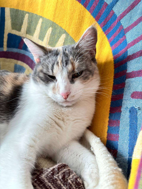 Кошки в Ростове-на-Дону: Кошечке - Трехцветочке срочно нужен дом Девочка, Бесплатно - фото 6