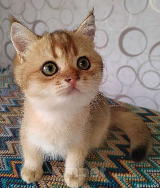 Кошки в Москве: Мальчики британцы 4 мес. Зефирчик, Ярослав, Злато Мальчик, 35 000 руб. - фото 4