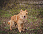 Собаки в Москве: Собака из приюта в добрые руки Мальчик, 99 руб. - фото 3