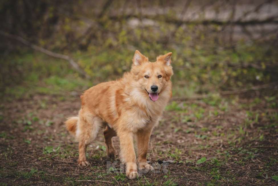 Собаки в Москве: Собака из приюта в добрые руки Мальчик, 99 руб. - фото 3