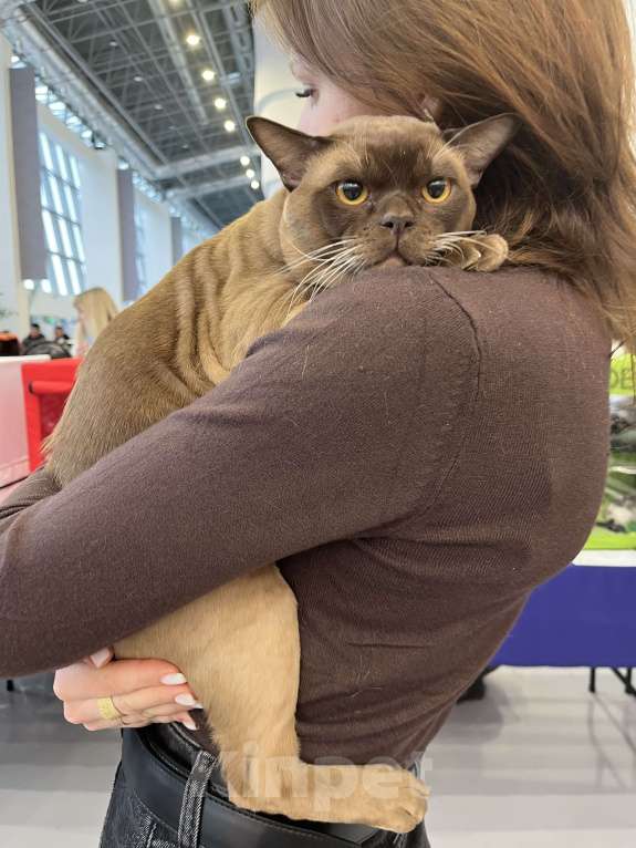 Кошки в Казани: Кот Бурмы Мальчик, 50 000 руб. - фото 4