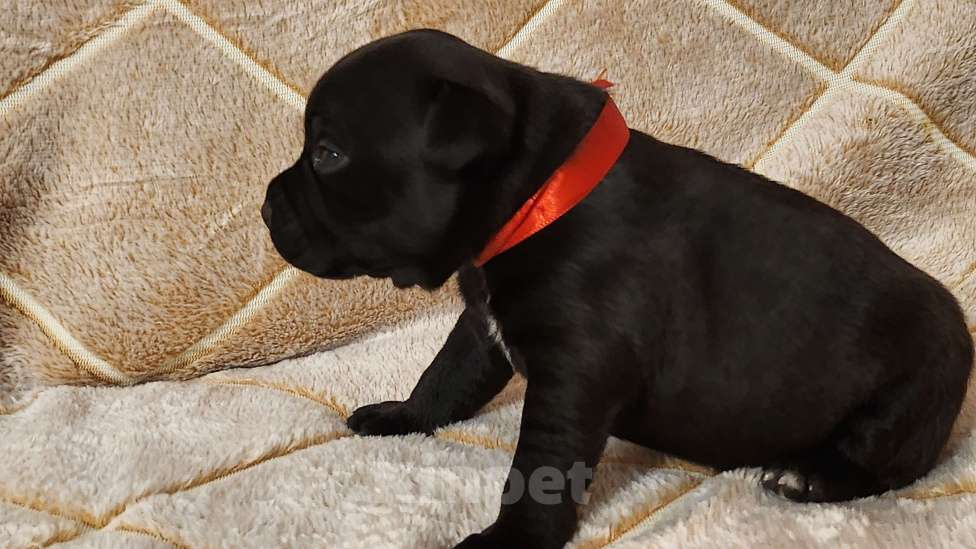 Собаки в Москве: Стаффорлширский бультерьер  Девочка, 60 000 руб. - фото 5