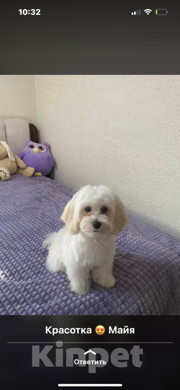 Собаки в Москве: Щенки Мальтипу F2 Девочка, Бесплатно - фото 6