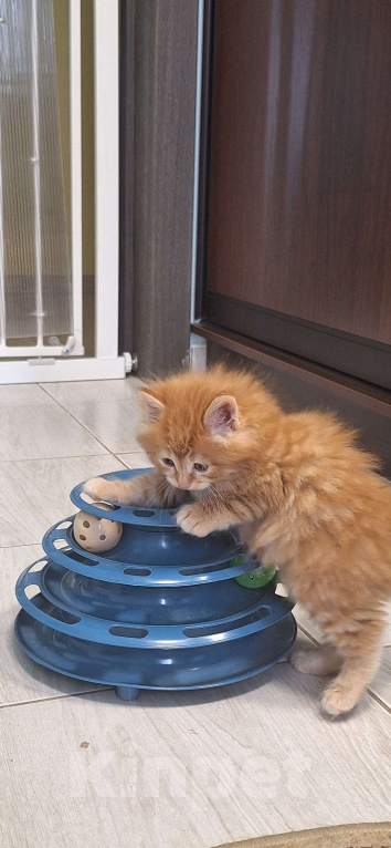 Кошки в Краснодаре: Курбобики Мальчик, Бесплатно - фото 8