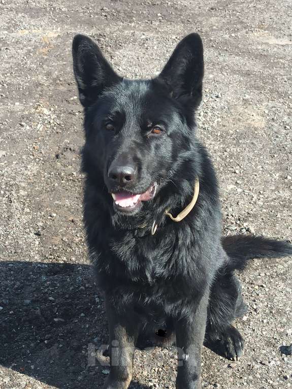 Собаки в Москве: Немецкая овчарка Мальчик, 35 000 руб. - фото 2