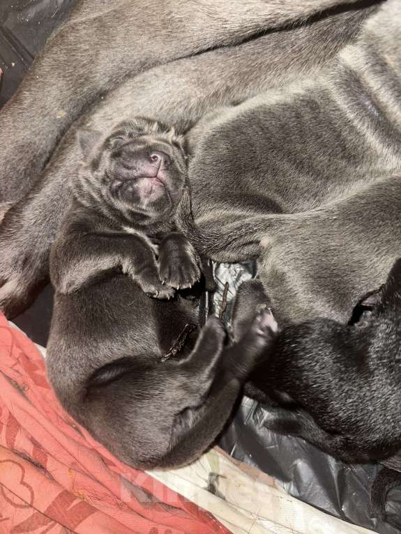 Собаки в других городах Московской области: Щенки Кане-корсо Разнополые, 40 000 руб. - фото 5