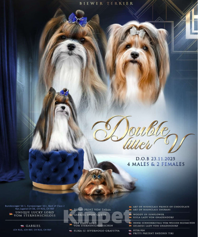 Собаки в Вологде: Очень красивая девочка бивер терьер. Перспективная для выставок и разведения.   Девочка, 120 000 руб. - фото 5