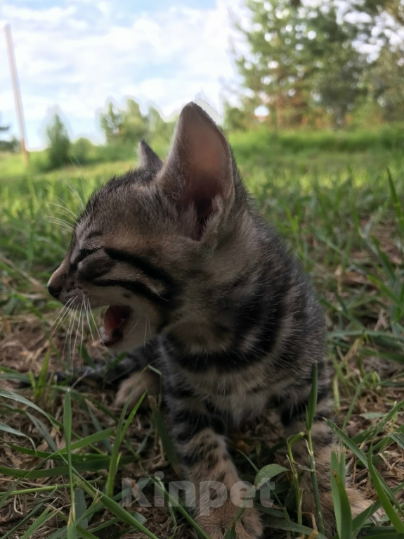 Кошки в Барнауле: Котята бенгалы Девочка, 15 000 руб. - фото 9