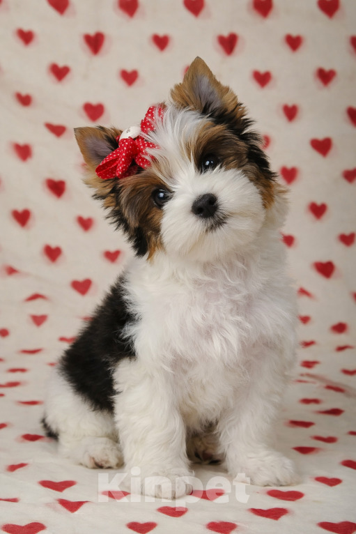 Собаки в Москве: 🌸 Бивер йоркширский терьер (Бивер терьер) девочка, РКФ, стандарт 🌸 Девочка, Бесплатно - фото 3