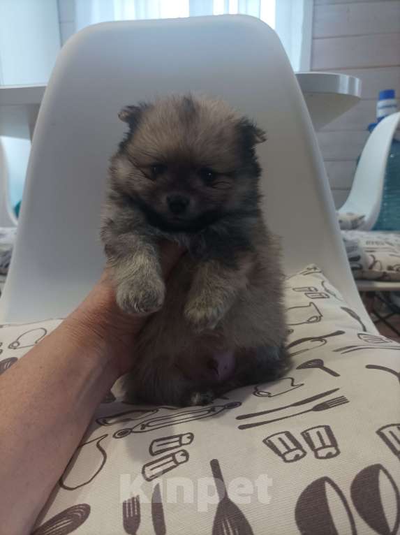 Собаки в Химках: Малыши, рождённые 8 Марта Разнополые, 35 000 руб. - фото 6