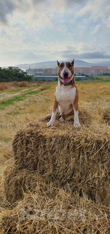 Собаки в Геленджике: Предлагаем прекрасного кобеля к вязке Мальчик, Бесплатно - фото 7