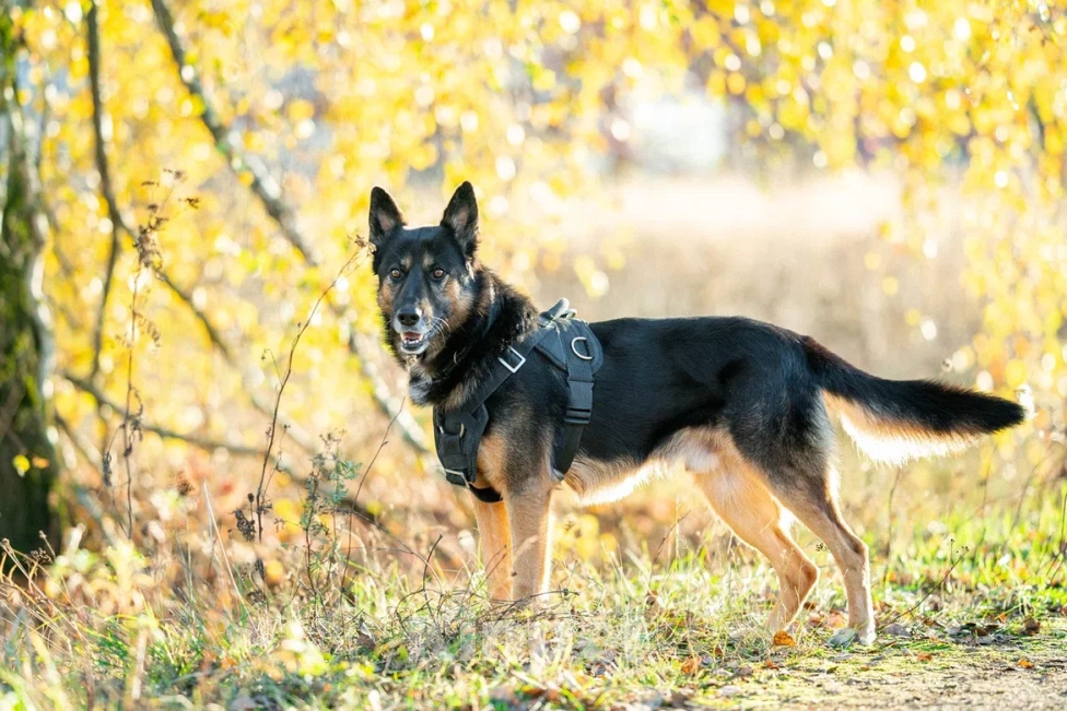 Собаки в Москве: Красавец Арчи Мальчик, Бесплатно - фото 5