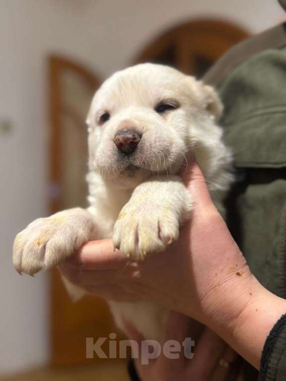 Собаки в Клинцах: Умка Девочка, 15 000 руб. - фото 1